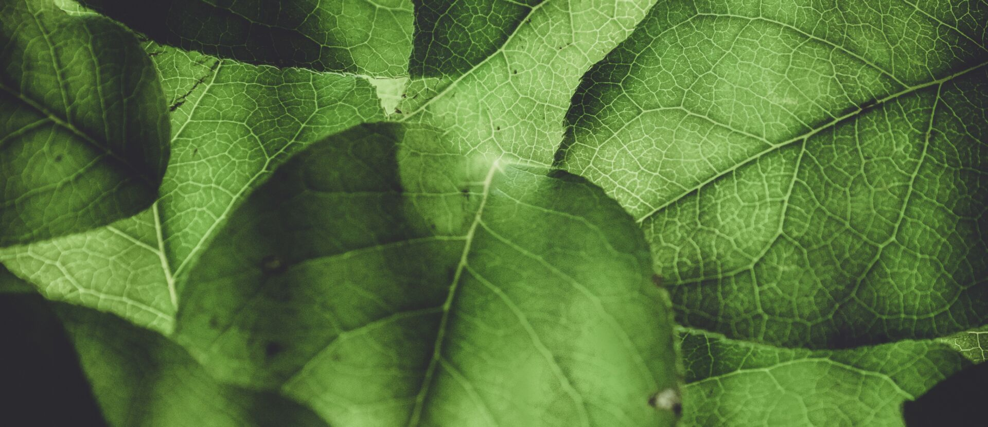 Grüne Blätter, durch die das Licht schimmert